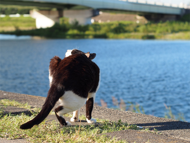 河川敷猫さん2195.jpg