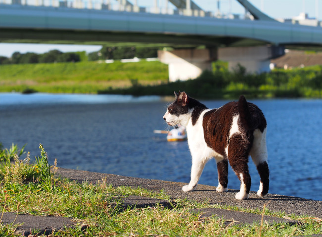 河川敷猫さん2196.jpg