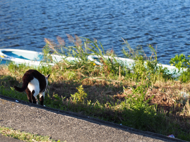 河川敷猫さん2197.jpg