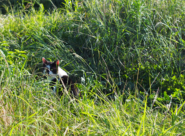河川敷猫さん2198.jpg