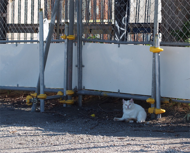 河川敷猫さん2201.jpg