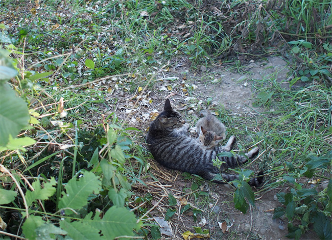 河川敷猫さん2202.jpg
