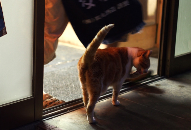 お店の猫さん2206.jpg