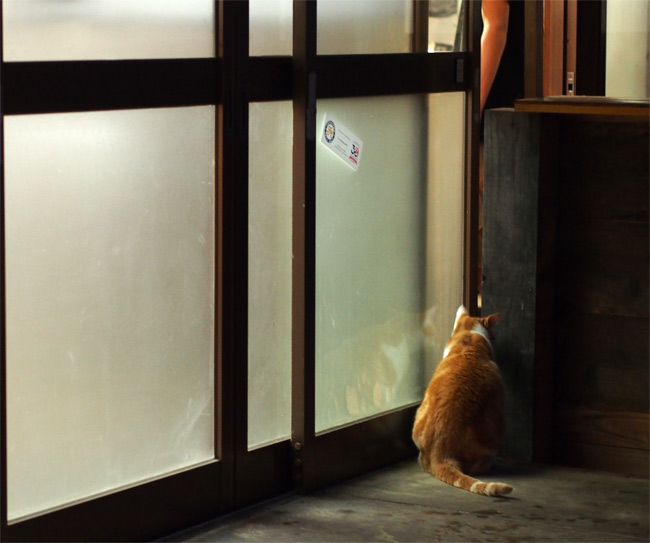 お店の猫さん2207.jpg