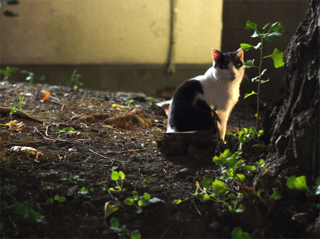 公園猫さん2219.jpg