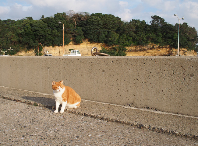 猫島の猫さん2261.jpg