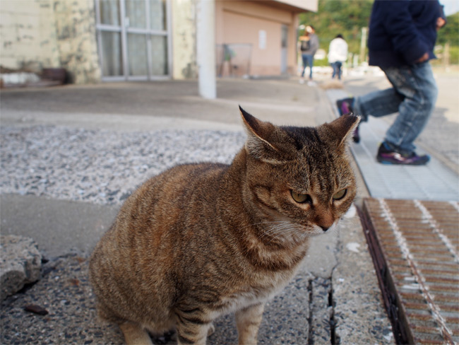 猫島の猫さん2262.jpg