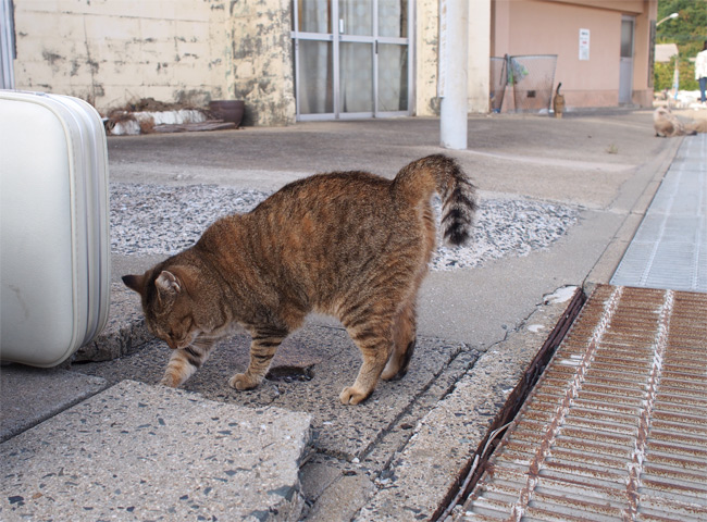 猫島の猫さん2263.jpg