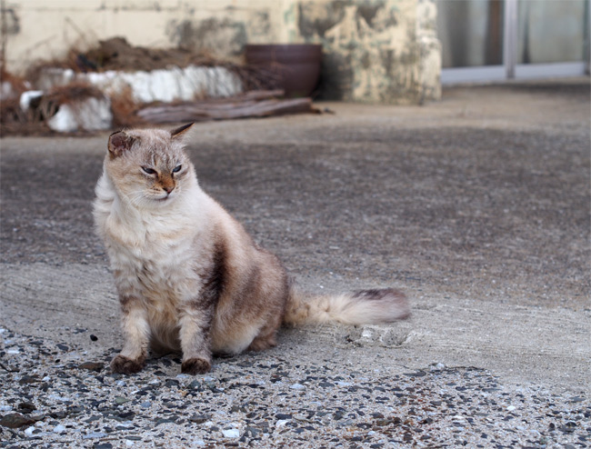 猫島の猫さん2265.jpg