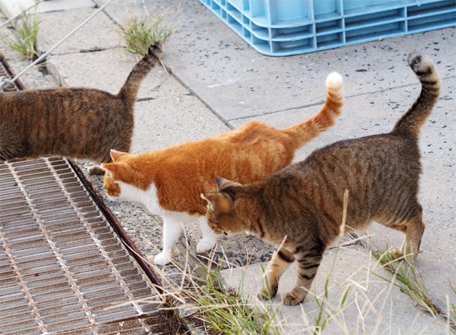 猫島の猫さん2266.jpg