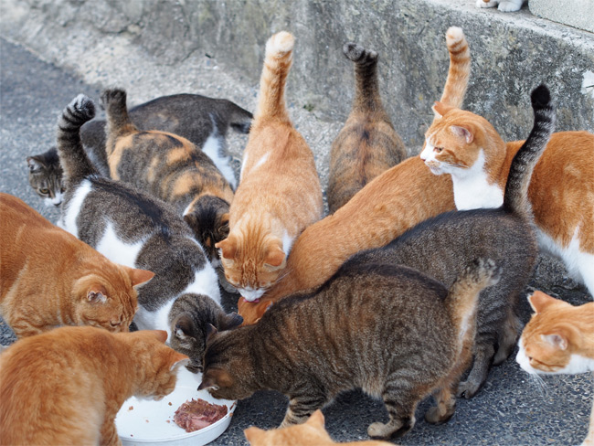 猫島の猫さんたち2267.jpg