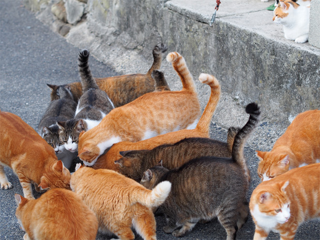 猫島の猫さんたち2268.jpg