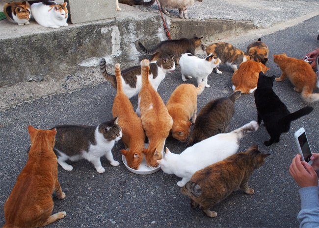 猫島の猫さんたち2269.jpg
