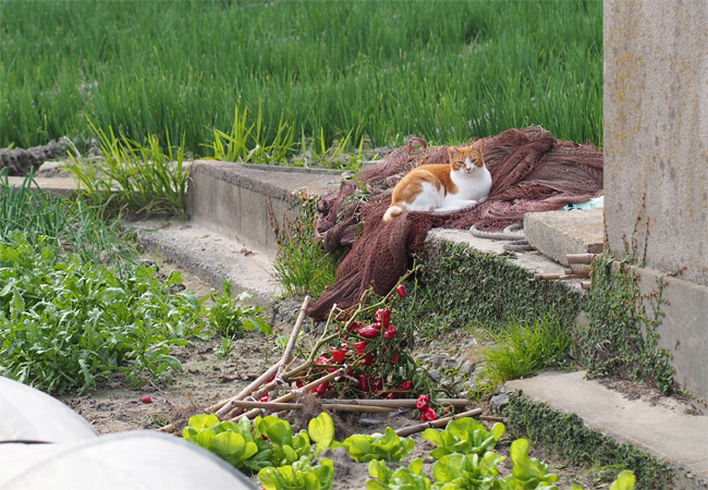 猫島の猫さん2270.jpg