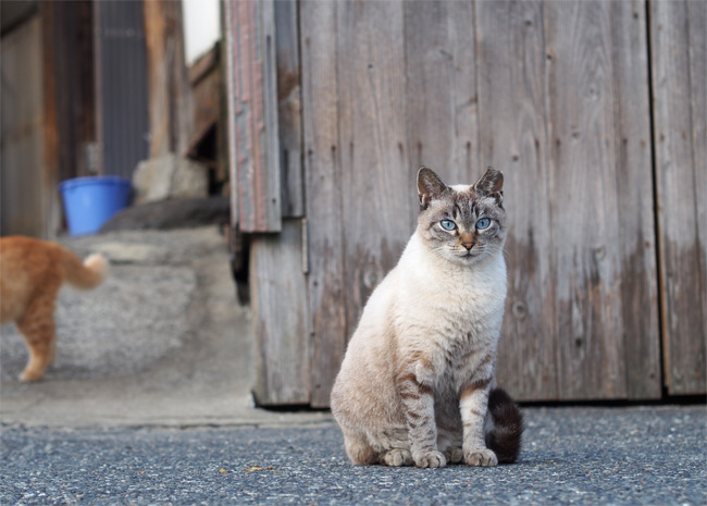 猫島のゴローさん2272.jpg