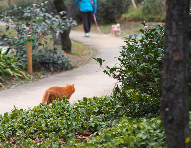 公園ねこさん2308.jpg