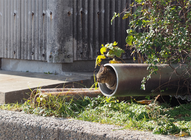 相島猫さん2331.jpg