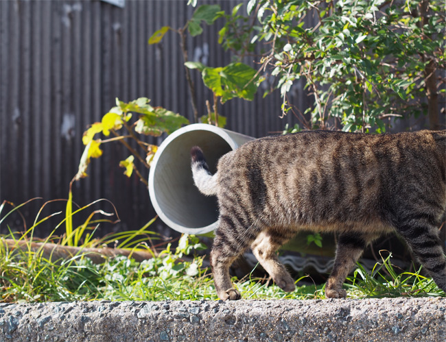 相島猫さん2332.jpg