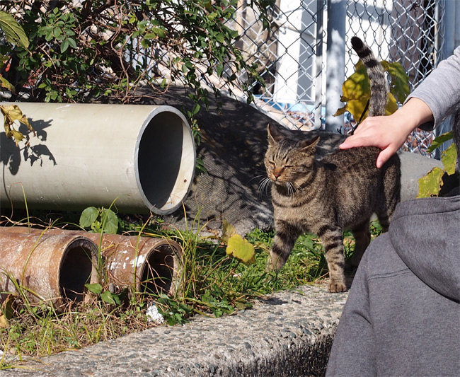 相島猫さん2334.jpg