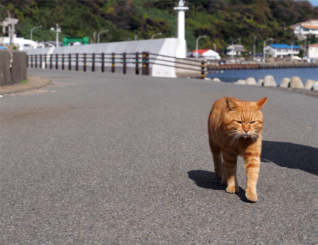 相島猫さん2335.jpg