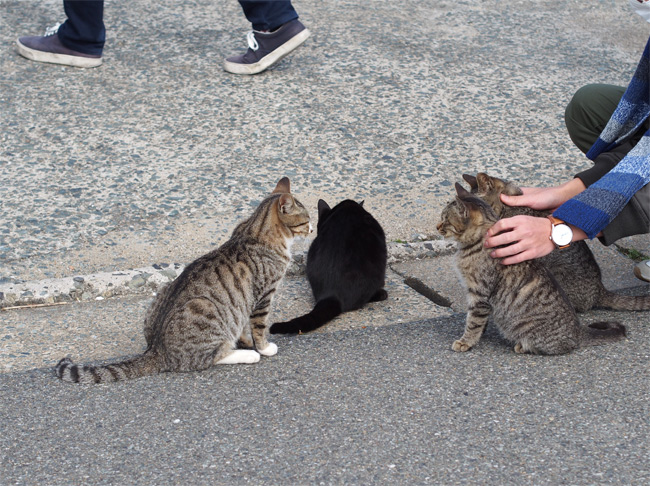 相島の猫さん2340.jpg