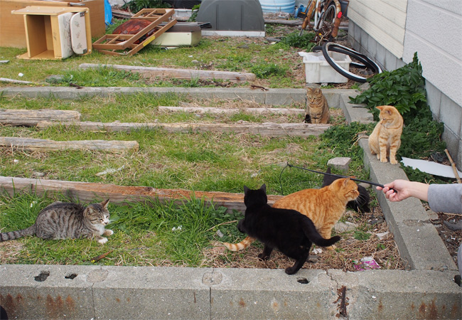 相島の猫さん2345.jpg