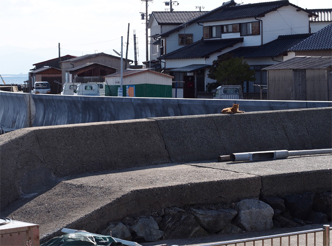 相島の猫さん2346.jpg