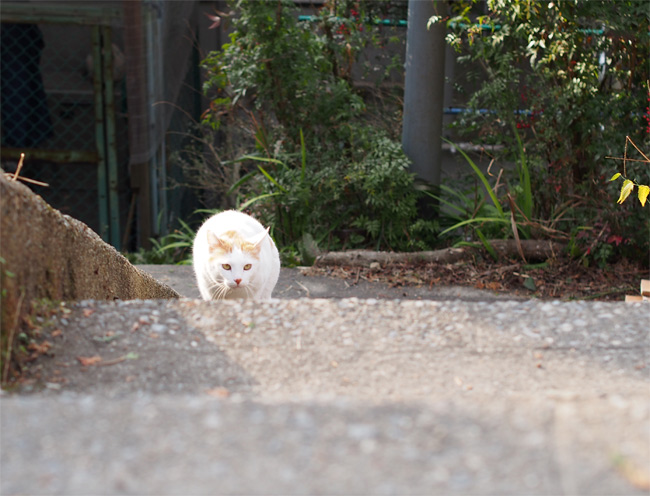 京都猫さん2357.jpg
