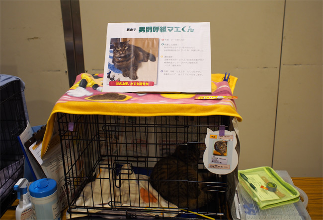 里親会猫さん2369.jpg