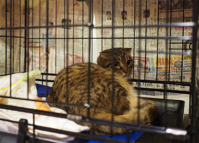 里親会猫さん2370.jpg
