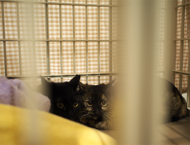 里親会猫さん2371.jpg