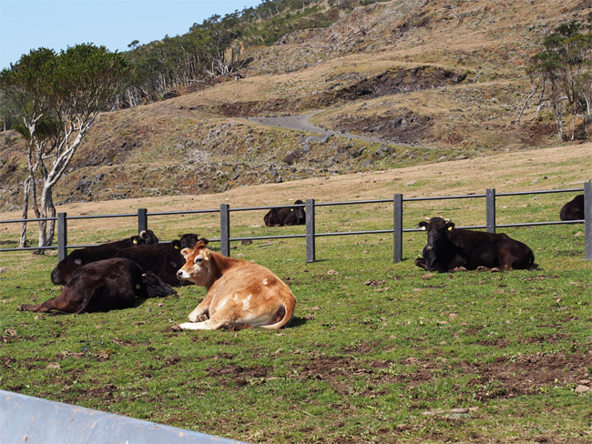 八丈島の牛さん2389.jpg