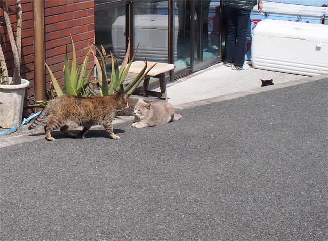 八丈島猫さん2392.jpg