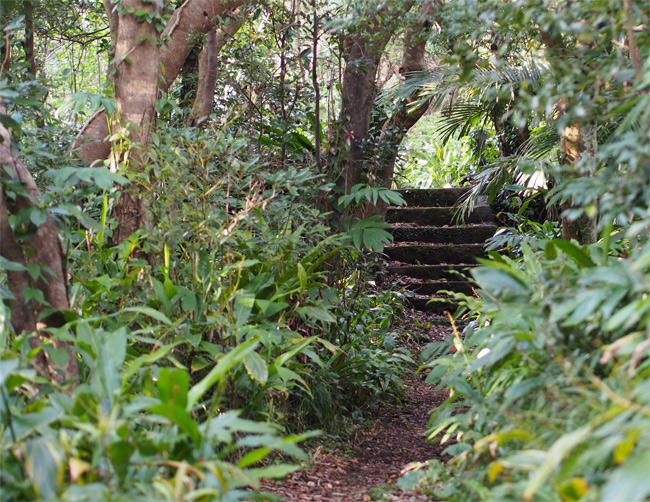 八丈島植物園2397.jpg