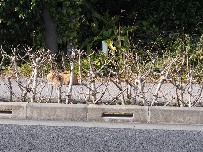 八丈島猫さん2419.jpg
