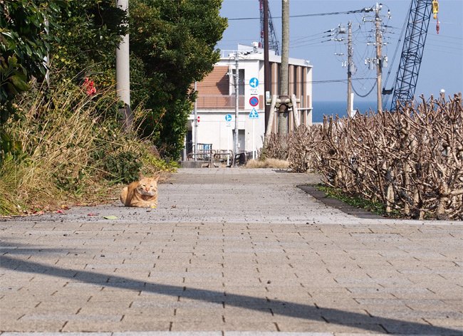 八丈島猫さん2420.jpg