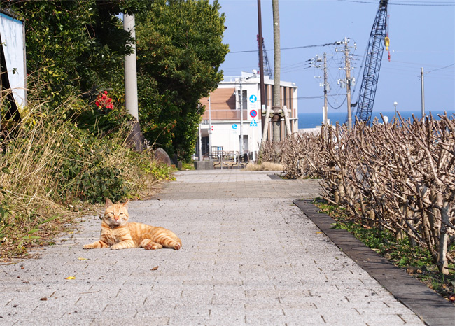 八丈島猫さん2421.jpg