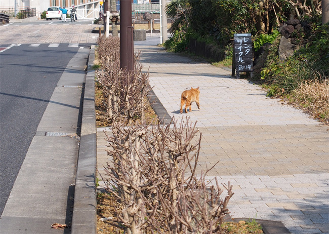 八丈島猫さん2422.jpg