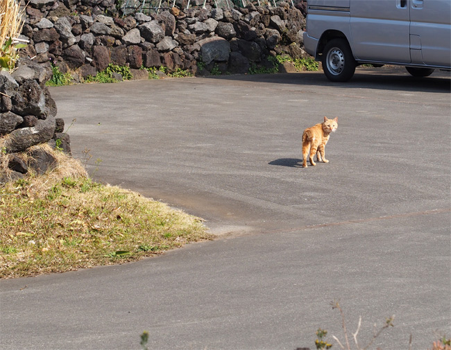 八丈島猫さん2423.jpg