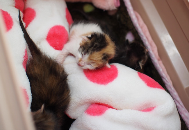 子猫さん2426.jpg
