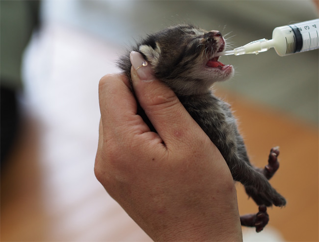 子猫さん2428.jpg