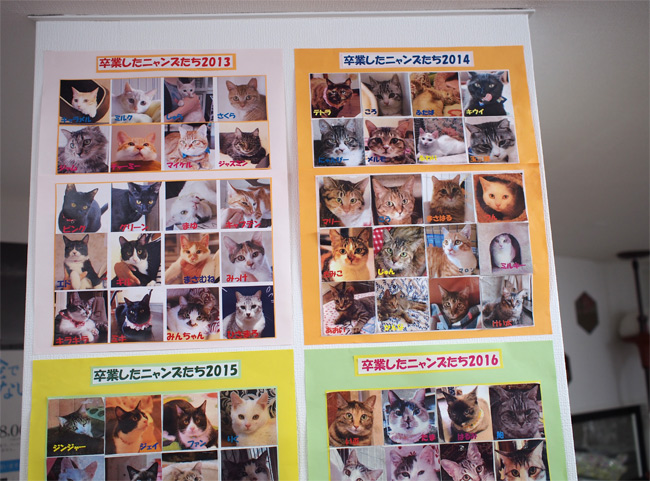 キャットラウンジ 猫の館ME猫さん2464.jpg