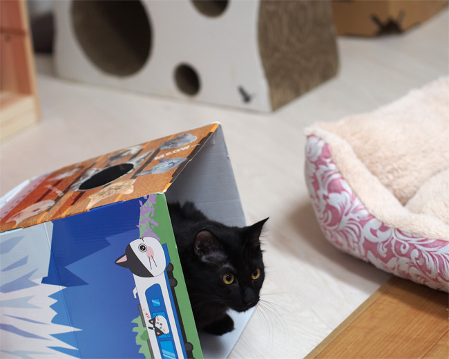 キャットラウンジ 猫の館ME猫さん2465.jpg