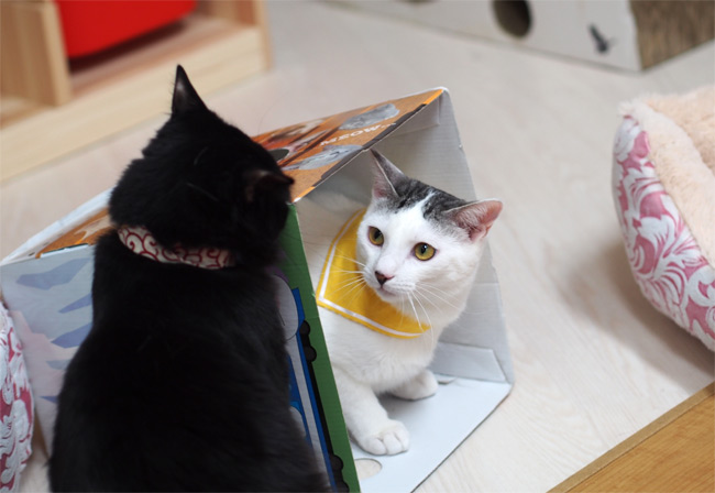 キャットラウンジ 猫の館ME猫さん2466.jpg