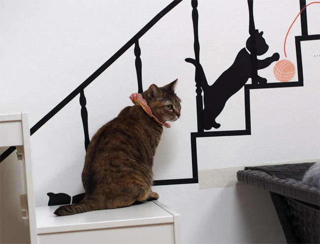 キャットラウンジ 猫の館ME猫さん2468.jpg