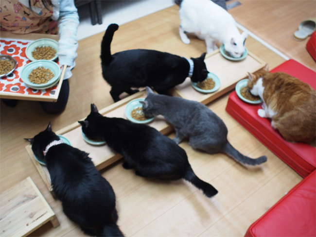 キャットラウンジ 猫の館ME猫さん2470.jpg