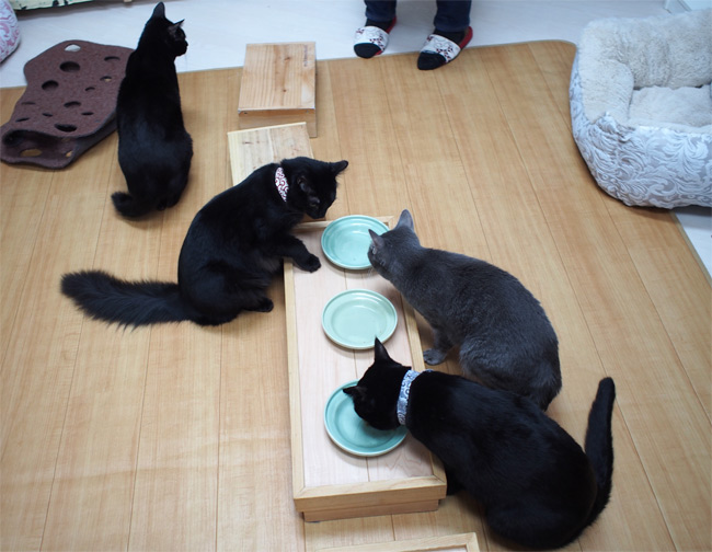 キャットラウンジ 猫の館ME猫さん2471.jpg