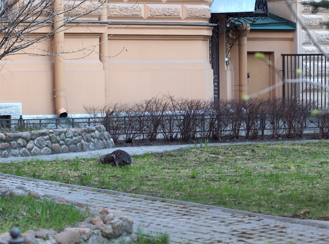 エルミタージュ公園猫さん2582.jpg