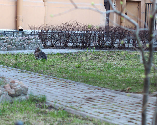 エルミタージュ公園猫さん2585.jpg