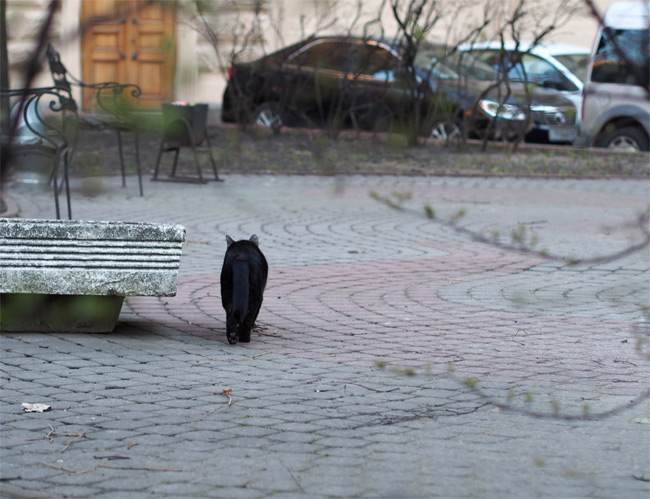 エルミタージュ公園猫さん2586.jpg
